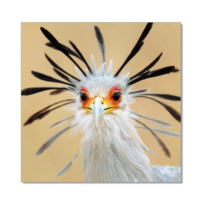 Secretary Bird Printed Picture